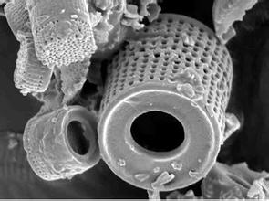 中國粉體技術(shù)網(wǎng) 硅藻土 微孔結(jié)構(gòu)