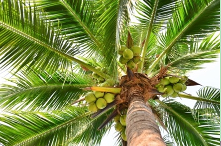 椰子君拯救氫動(dòng)力車？ 椰核可用作氫存儲(chǔ)系統(tǒng)