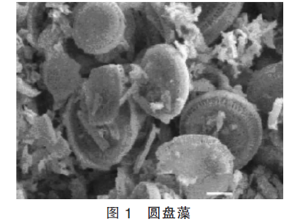 圓盤藻 中國粉體技術(shù)網(wǎng)