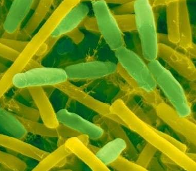 荷蘭生物學家發(fā)明細菌水泥，遇水可自我修復墻體裂縫