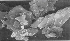 我是滑石粉，這是我的簡(jiǎn)歷 