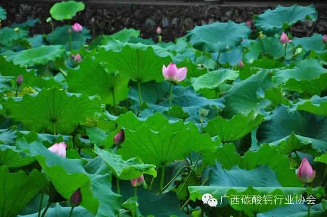 關(guān)于舉辦"2016年廣西碳酸鈣千億元產(chǎn)業(yè)總裁研修與技術(shù)培訓(xùn)班"的通知（第二輪正式通知）