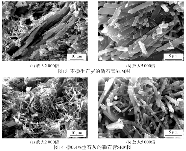 摻0.4%生石灰的磷石膏SEM圖