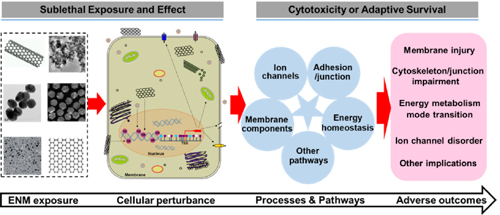 圖1 納米材料誘導(dǎo)細(xì)胞DNA甲基化修飾改變與表觀遺傳毒性的機(jī)制示意圖