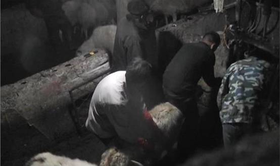 給活羊注食滑石粉，這羊肉你還敢吃嗎？