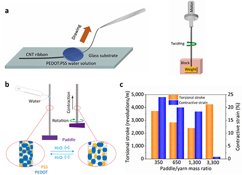 圖1（a）復(fù)合纖維的制備過程；（b）致動機理示意圖；（c）不同槳葉質(zhì)量下的扭程和提拉應(yīng)變。
