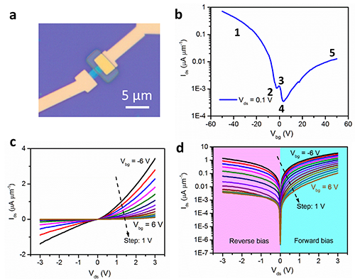圖2.（a）黑磷柵控二極管的光學(xué)顯微鏡圖片。(b)器件的轉(zhuǎn)移特性曲線。(c)線性坐標(biāo)系下，在不同背柵電壓調(diào)控下的輸出特性曲線，清晰地顯示了其整流作用。(d)對數(shù)坐標(biāo)系下，在不同背柵電壓調(diào)控下的輸出特性曲線。