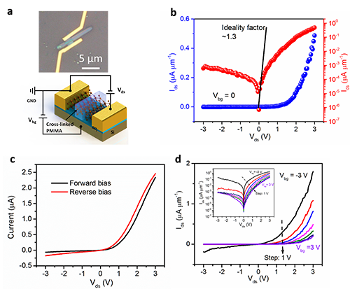 圖3.（a）黑磷雙向整流器的光學(xué)顯微鏡圖片。(b)零柵極電壓下，器件的輸出特性曲線（紅色：對數(shù)坐標(biāo)；藍(lán)色：線性坐標(biāo)）。(c)器件在不同偏壓方向時的輸出特性曲線。(d)線性坐標(biāo)系下，在不同背柵電壓調(diào)控下的輸出特性曲線（插圖為相應(yīng)曲線在對數(shù)坐標(biāo)系下的情形）。