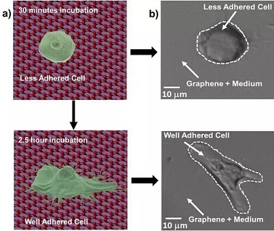石墨烯首次用于檢測(cè)癌細(xì)胞
