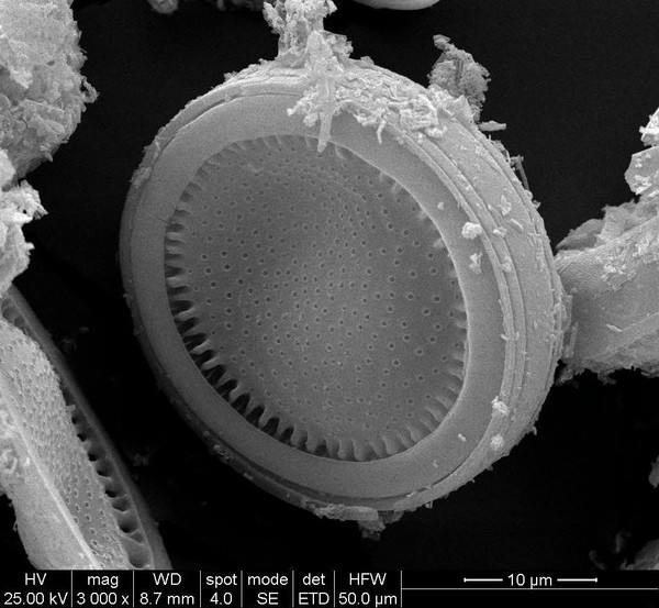 硅藻土的多孔結(jié)構(gòu)