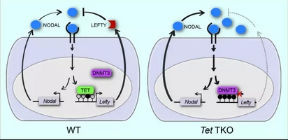 2016年度中國科學(xué)十大進(jìn)展