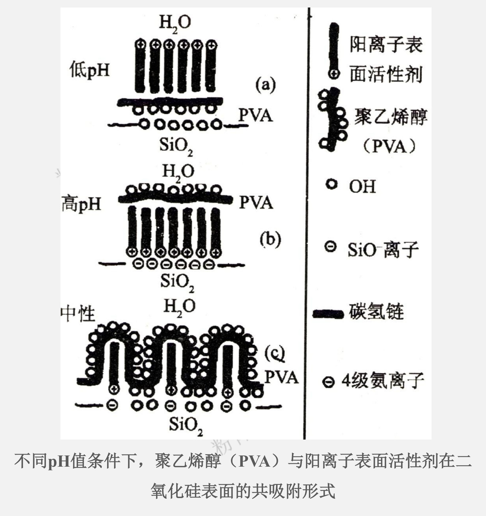 不同pH值條件下，聚乙烯醇（PVA）與陽離子表面活性劑在二氧化硅表面的共吸附形式
