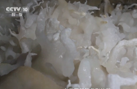 地理中國：碳酸鈣遇到稀鹽酸居然不冒泡？