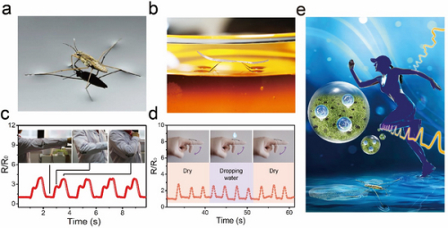 圖3. （a）、（b）真實(shí)水黽和“腳”上涂有多功能智能涂層的磁驅(qū)動(dòng)“水黽”機(jī)器人；（c）防水智能傳感衣物；（d）智能傳感手套與防潑水能力；（e）內(nèi)封面圖片（Inside Cover）