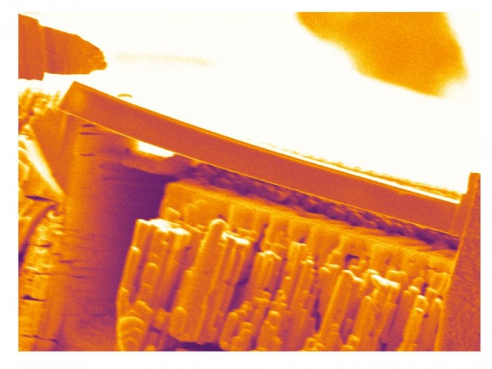 科學家借海膽刺（方解石結(jié)構）靈感，研發(fā)出抗斷裂能力接近鋼的水泥