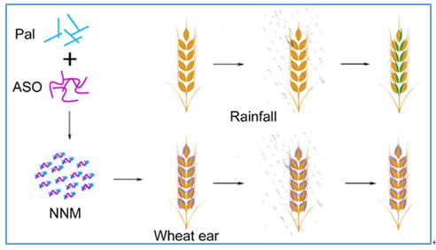 凹凸棒 麥穗 中科院 防護(hù)劑