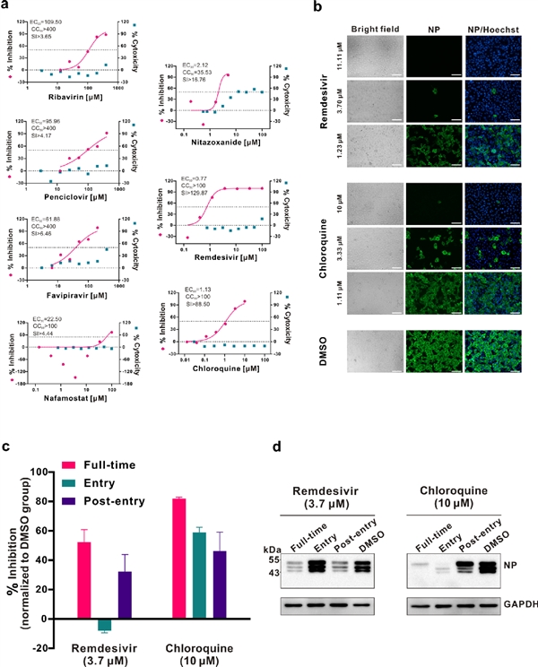 這次不是雙黃連！中國學(xué)者發(fā)現(xiàn)肺炎新藥：磷酸氯喹！