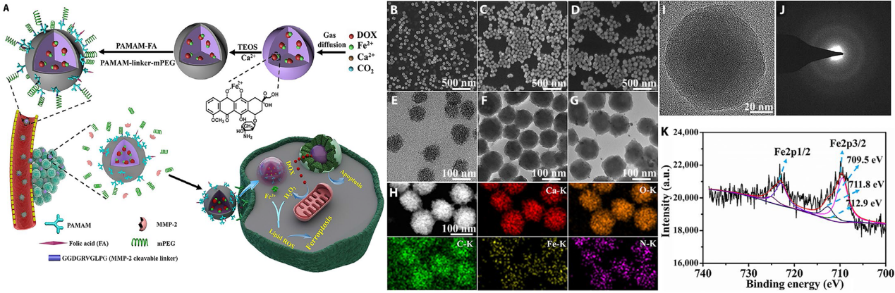 最新發(fā)現(xiàn)：含鐵碳酸鈣納米藥物能協(xié)同誘導(dǎo)腫瘤細(xì)胞鐵死亡和凋亡