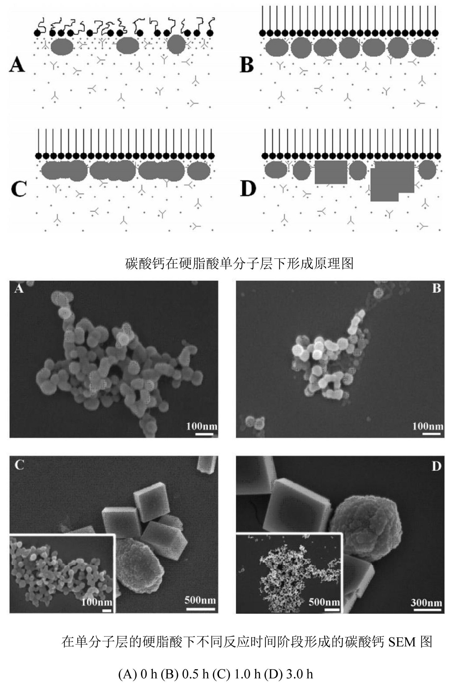 硬脂酸在納米碳酸鈣表面改性中的應(yīng)用