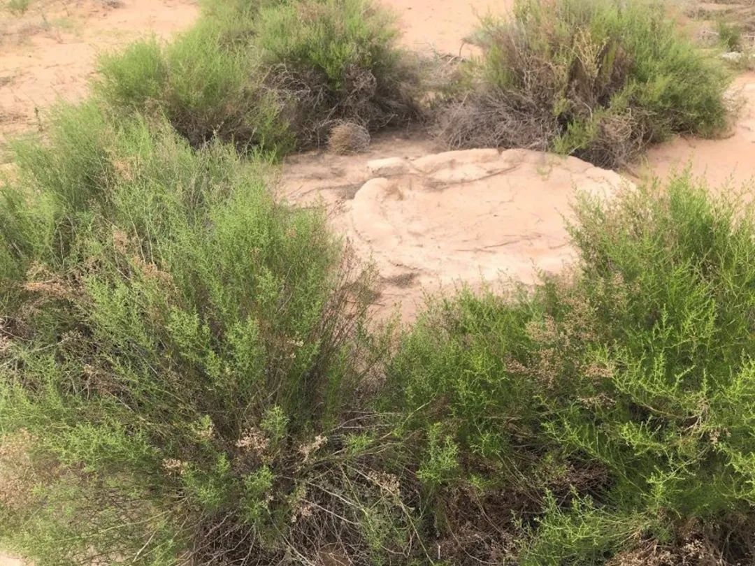 十年磨一劍：西北師大雷自強(qiáng)教授課題組成功研制出土基防蒸發(fā)材料