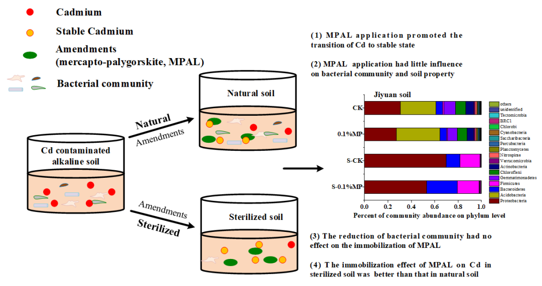 徐應(yīng)明團(tuán)隊在巰基改性坡縷石治理土壤鎘污染研究方面取得新進(jìn)展