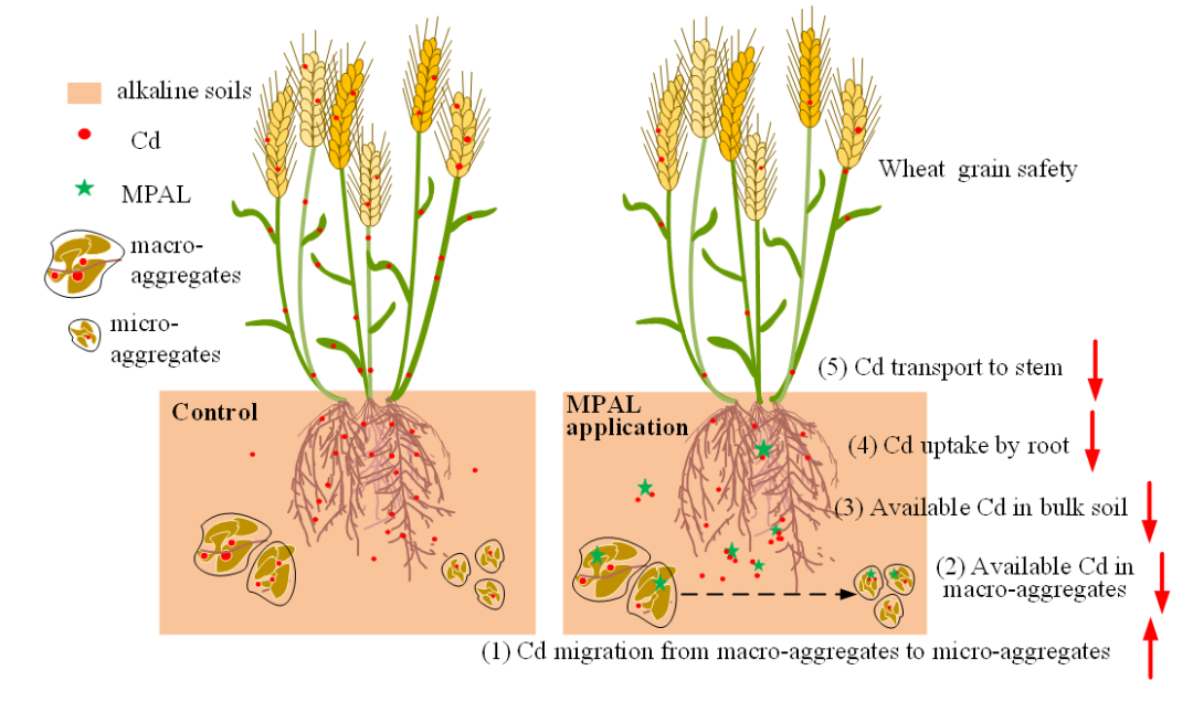 徐應(yīng)明團(tuán)隊在巰基改性坡縷石治理土壤鎘污染研究方面取得新進(jìn)展