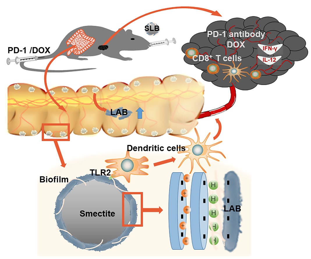 最新發(fā)現(xiàn)：蒙脫石可在小鼠中引發(fā)抗腫瘤免疫反應