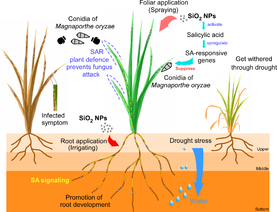 SiO2 NPs處理增強(qiáng)水稻對生物(稻瘟病菌)和非生物脅迫(干旱)的抗性