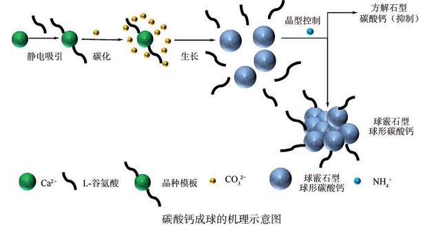 超重力反應(yīng)結(jié)晶碳化法制備球形碳酸鈣