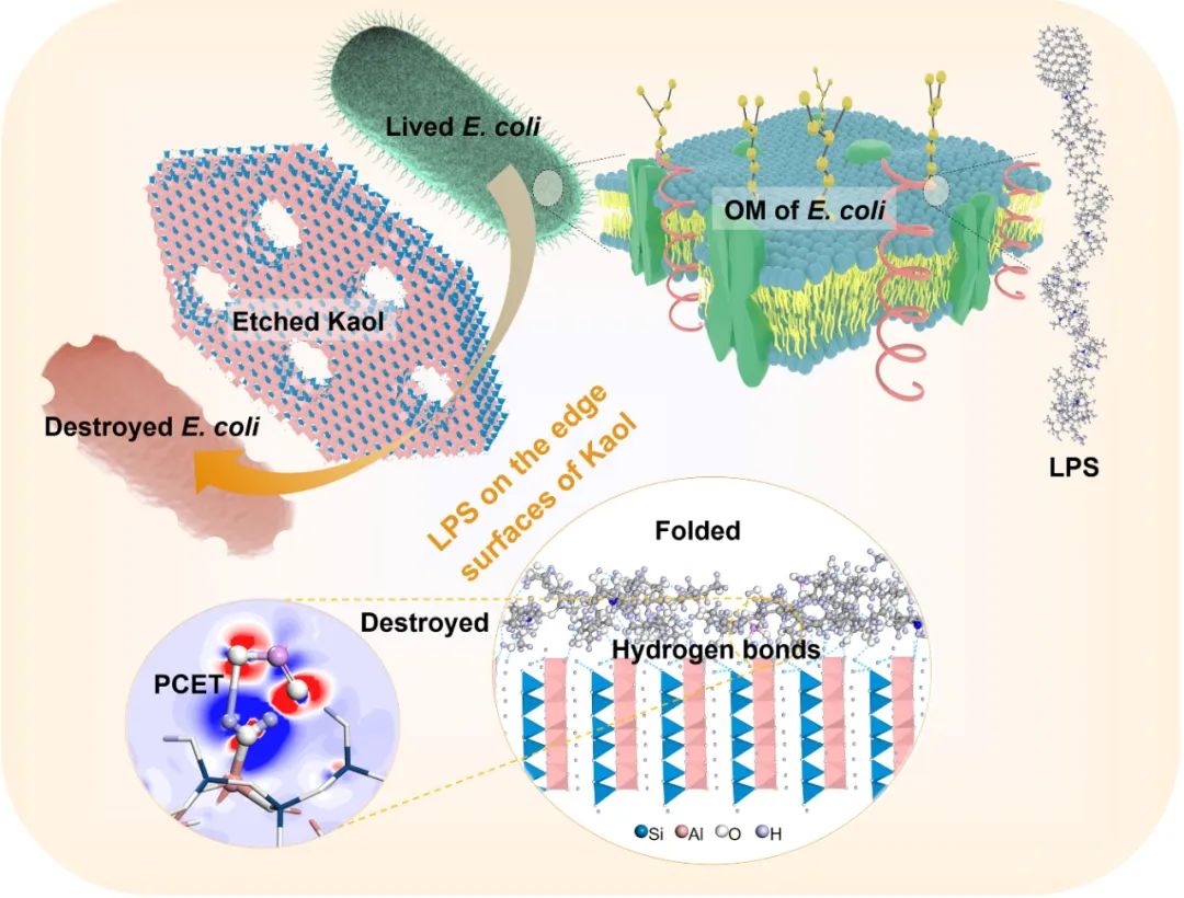 楊華明教授團(tuán)隊(duì)：增加高嶺石邊緣面可顯著表面抗菌活性 　　