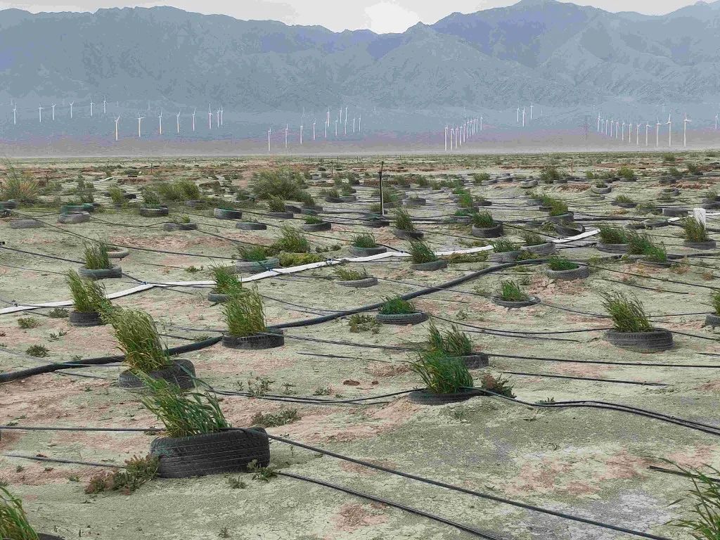 研發(fā)成功，膨潤土固沙和生態(tài)治理新技術(shù) 　　 　　