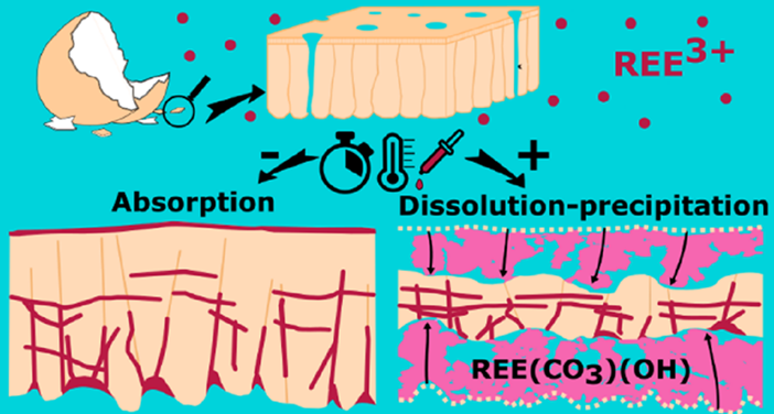 雞蛋殼除了碳酸鈣，還能回收稀土元素？ 　　 　　