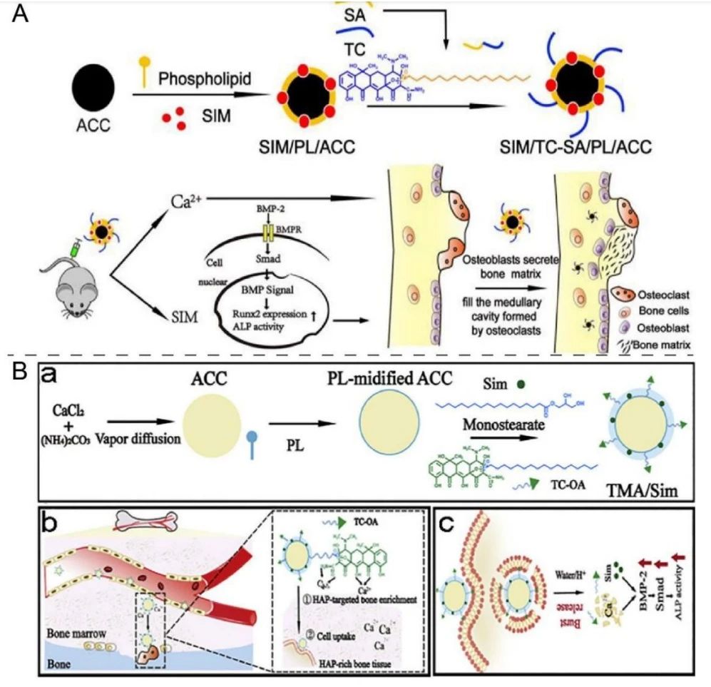 無定形碳酸鈣，醫(yī)療前景可期 　