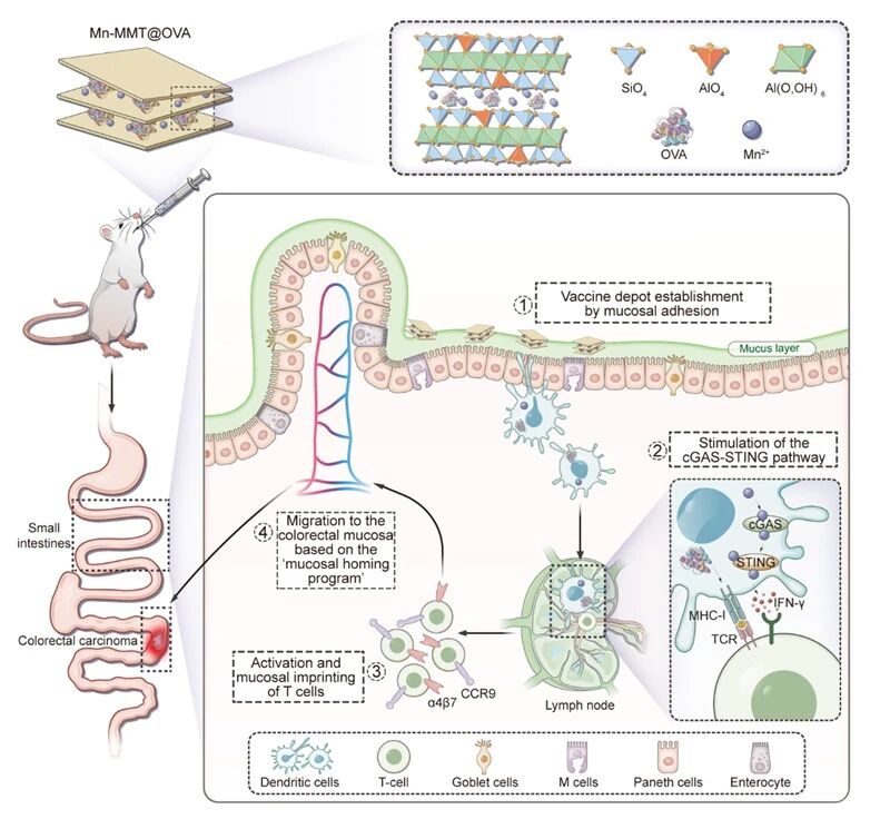蒙脫石黏膜疫苗，成功實(shí)現(xiàn)結(jié)直腸癌免疫治療